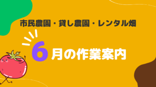 【市民農園】きゅうり、５０本収穫するために！ 